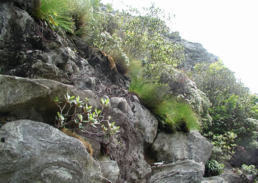 image of Trichophorum cespitosum, Deerhair Bulrush, Deergrass, Tufted Bulrush