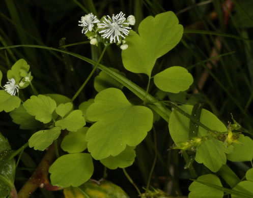 image of Thalictrum clavatum, Mountain Meadowrue, Lady-rue