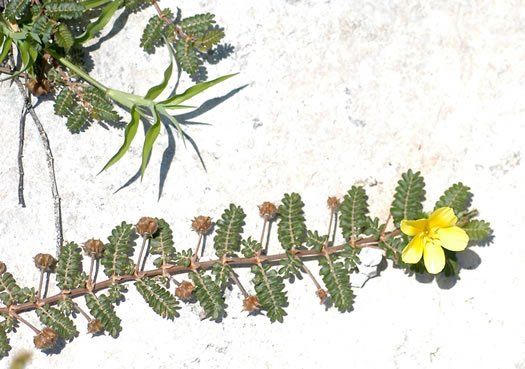 Tribulus cistoides, Jamaica Feverplant, Burr-nut