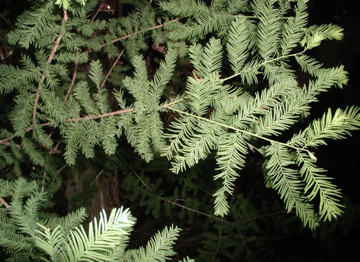 Taxodium distichum, Bald Cypress