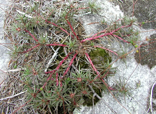 image of Phemeranthus mengesii, Menges' Fameflower, Large-flowered Fameflower, Menges' Rock-pink, Large-flowered Rock-pink