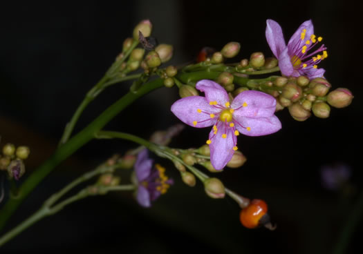 image of Talinum paniculatum, Panicled Fameflower, Jewels-of-Opar, Pink Baby’s-breath