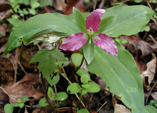 image of Trillium persistens, Persistent Trillium, Edna's Trillium