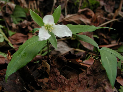 Trillium persistens, Persistent Trillium, Edna's Trillium