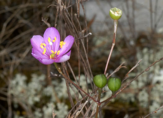 image of Phemeranthus teretifolius, Appalachian Fameflower, Appalachian Rock-pink, Rock Portulaca, Quill Fameflower