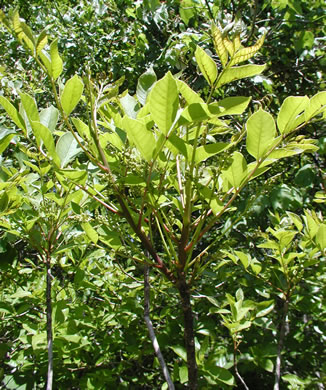 image of Toxicodendron vernix, Poison Sumac, Thunderwood