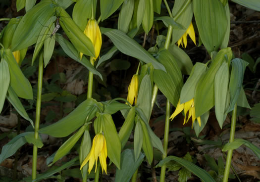 Uvularia grandiflora, Large-flowered Bellwort