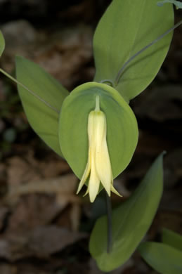 image of Uvularia perfoliata, Perfoliate Bellwort