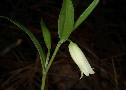 Mountain Bellwort