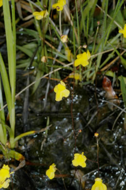 image of Utricularia subulata, Slender Bladderwort, Zigzag Bladderwort