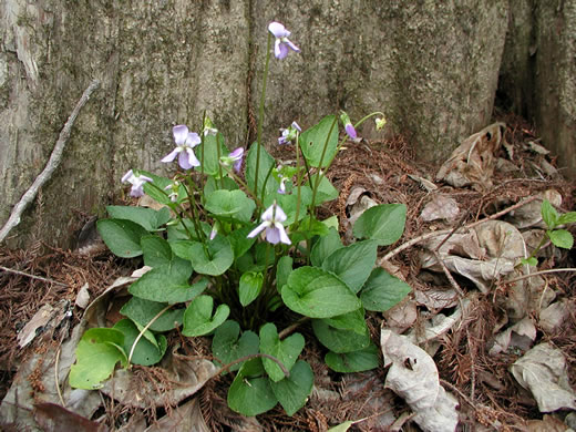 image of Viola affinis, LeConte's Violet, Sand Violet, Thinleaf Violet, Missouri Violet