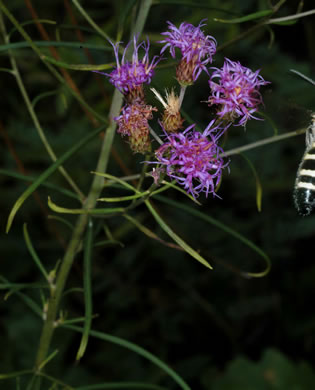 image of Vernonia angustifolia var. angustifolia, Narrowleaf Ironweed, Carolina Slender Ironweed, Carolina Sandhill Ironweed