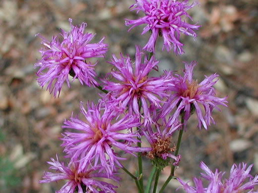 image of Vernonia angustifolia var. angustifolia, Narrowleaf Ironweed, Carolina Slender Ironweed, Carolina Sandhill Ironweed