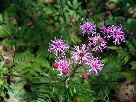 image of Vernonia angustifolia var. angustifolia, Narrowleaf Ironweed, Carolina Slender Ironweed, Carolina Sandhill Ironweed