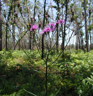 image of Vernonia angustifolia var. angustifolia, Narrowleaf Ironweed, Carolina Slender Ironweed, Carolina Sandhill Ironweed