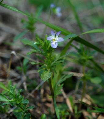 image of Viola rafinesquei, Johnny Jump-up, American Field Pansy, Wild Pansy