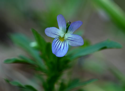 image of Viola rafinesquei, Johnny Jump-up, American Field Pansy, Wild Pansy