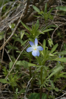 image of Viola rafinesquei, Johnny Jump-up, American Field Pansy, Wild Pansy