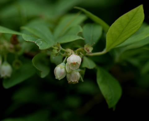 image of Vaccinium corymbosum, Smooth Highbush Blueberry, Northern Highbush Blueberry