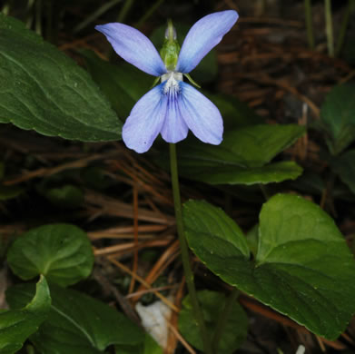 image of Viola cucullata, Blue Marsh Violet, Bog Violet
