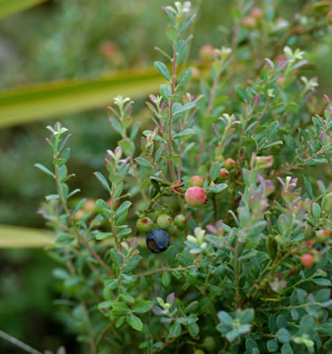 image of Vaccinium darrowii, Darrow's Blueberry