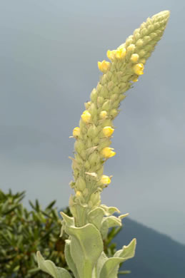 image of Verbascum thapsus ssp. thapsus, Woolly Mullein, Common Mullein, Flannel-plant, Velvet-plant