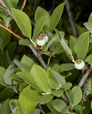 image of Vaccinium formosum, Southern Highbush Blueberry, Swamp Highbush Blueberry