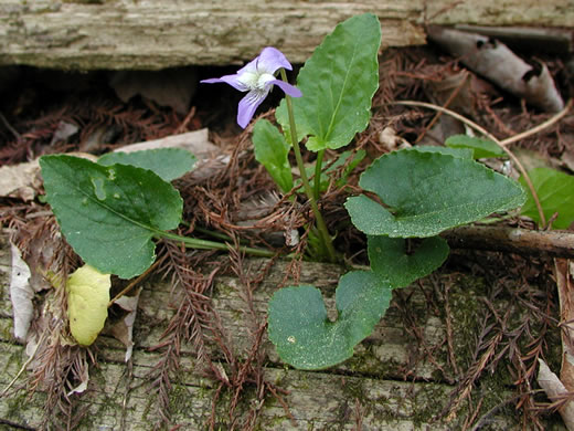 image of Viola affinis, LeConte's Violet, Sand Violet, Thinleaf Violet, Missouri Violet