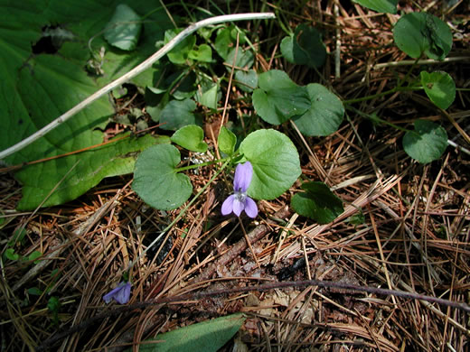 image of Viola labradorica, American Dog Violet