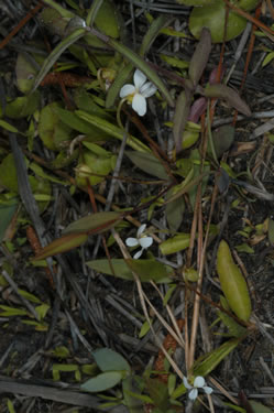 image of Viola lanceolata, Lanceleaf Violet, Narrow-leaved Violet, White Bog Violet, Northern Water Violet