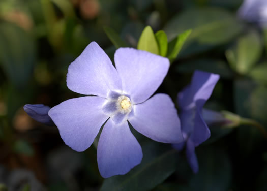 image of Vinca minor, Common Periwinkle, Myrtle Vinca