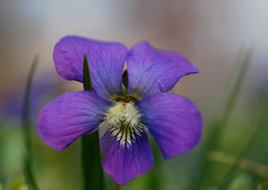 image of Viola sororia var. sororia, Dooryard Violet, Confederate Violet, Common Blue Violet