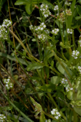 image of Valerianella radiata, Beaked Cornsalad