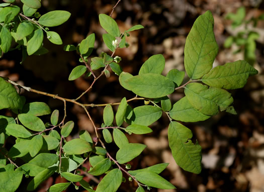 image of Vaccinium stamineum var. stamineum, Common Deerberry