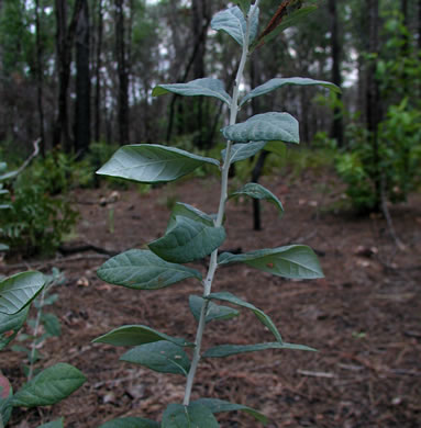 image of Vaccinium stamineum var. 1, Dwarf Deerberry