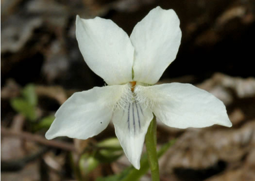 image of Viola striata, Pale Violet, Creamy Violet, Striped Cream Violet