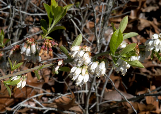 image of Vaccinium tenellum, Small Black Blueberry, Southern Dwarf Blueberry, Small Cluster Blueberry, Narrowleaf Blueberry