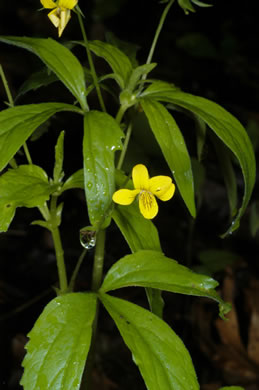 image of Viola tripartita, Threepart Violet, Three-parted Yellow Violet