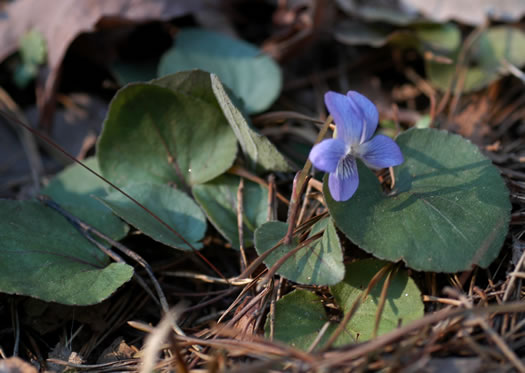 image of Viola villosa, Southern Woolly Violet, Carolina Violet