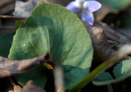 image of Viola villosa, Southern Woolly Violet, Carolina Violet