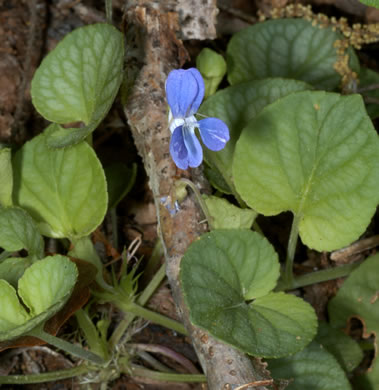image of Viola walteri, Walter's Violet, Prostrate Blue Violet