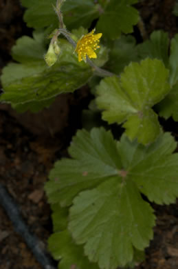 image of Waldsteinia doniana, Southern Barren Stawberry
