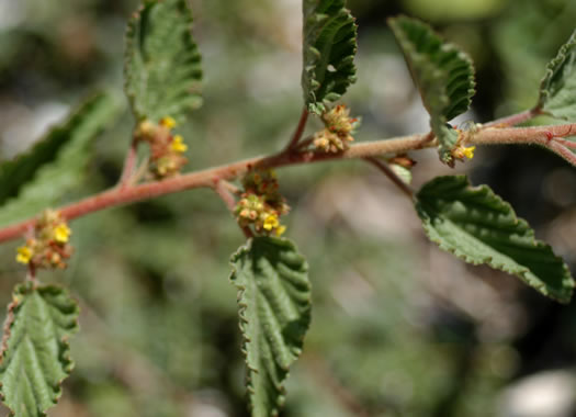 image of Waltheria indica, Sleepy Morning