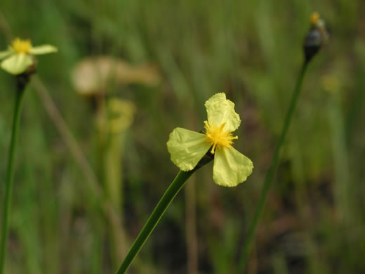 image of Xyris ambigua, Bog Yellow-eyed-grass, Coastal Plain Yellow-eyed-grass