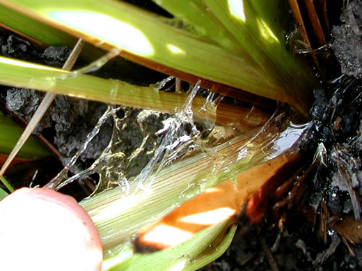 image of Xyris ambigua, Bog Yellow-eyed-grass, Coastal Plain Yellow-eyed-grass