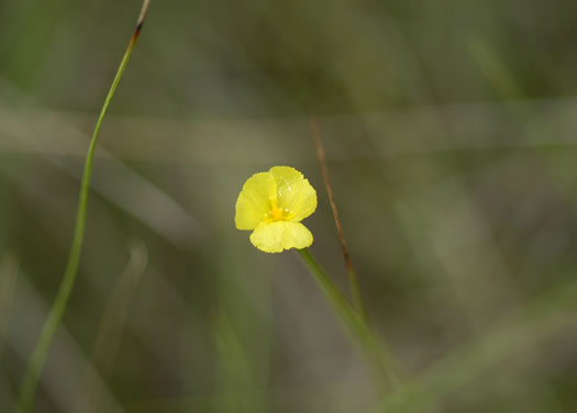 image of Xyris baldwiniana, Baldwin's Yellow-eyed-grass, Grassleaf Yellow-eyed-grass