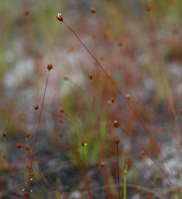 image of Xyris brevifolia, Shortleaf Yellow-eyed-grass