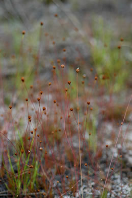 image of Xyris brevifolia, Shortleaf Yellow-eyed-grass