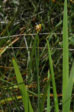 image of Xyris serotina, Acid Swamp Yellow-eyed-grass, Gray-leaved Yellow-eyed-grass