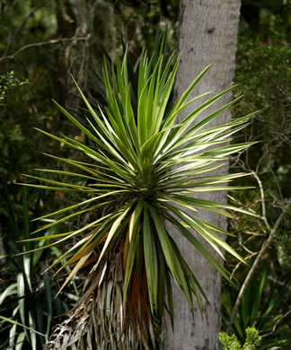 image of Yucca aloifolia, Spanish Dagger, Aloe Yucca